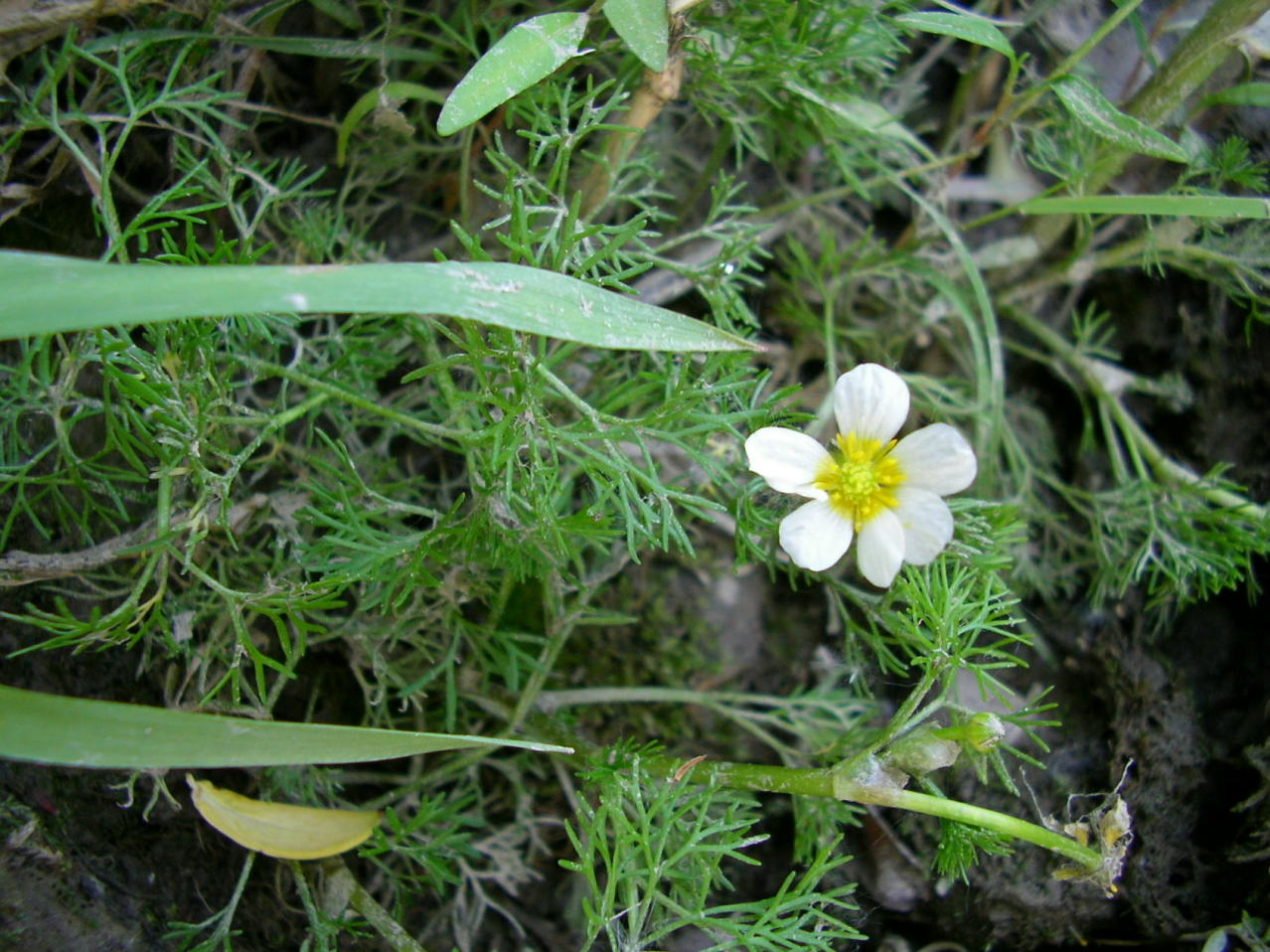 Sul greto dell''Adige - Ranunculus sp.